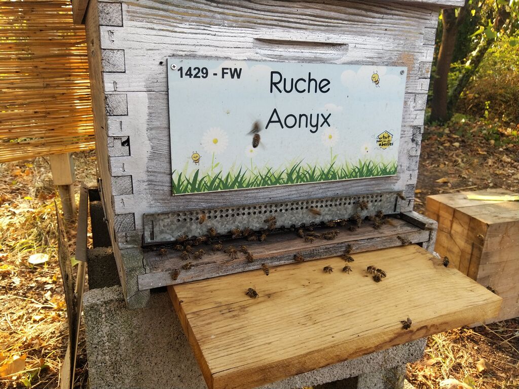 La ruche Aonyx