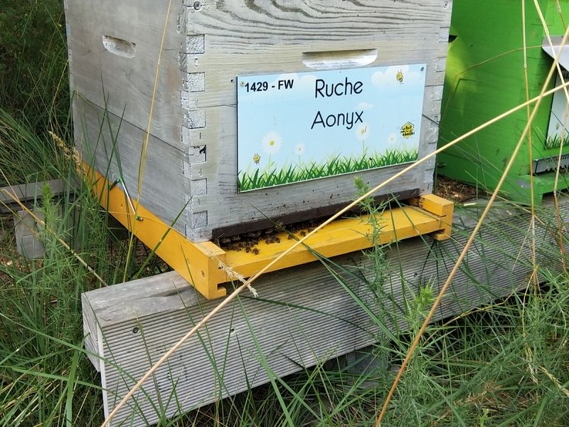 La ruche Aonyx