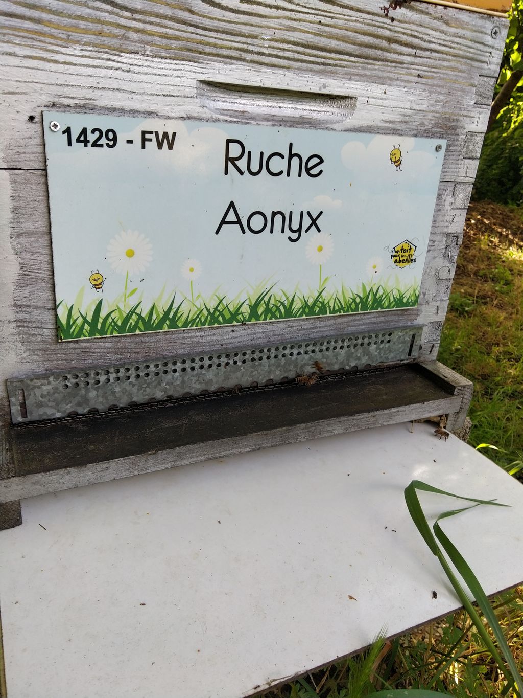 La ruche Aonyx