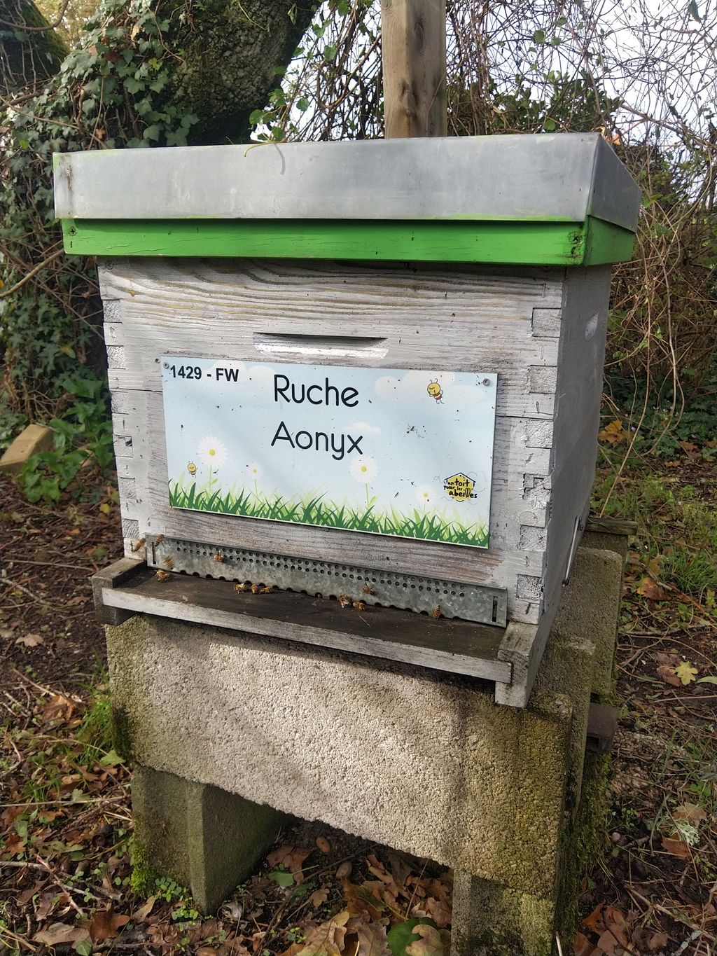 La ruche Aonyx