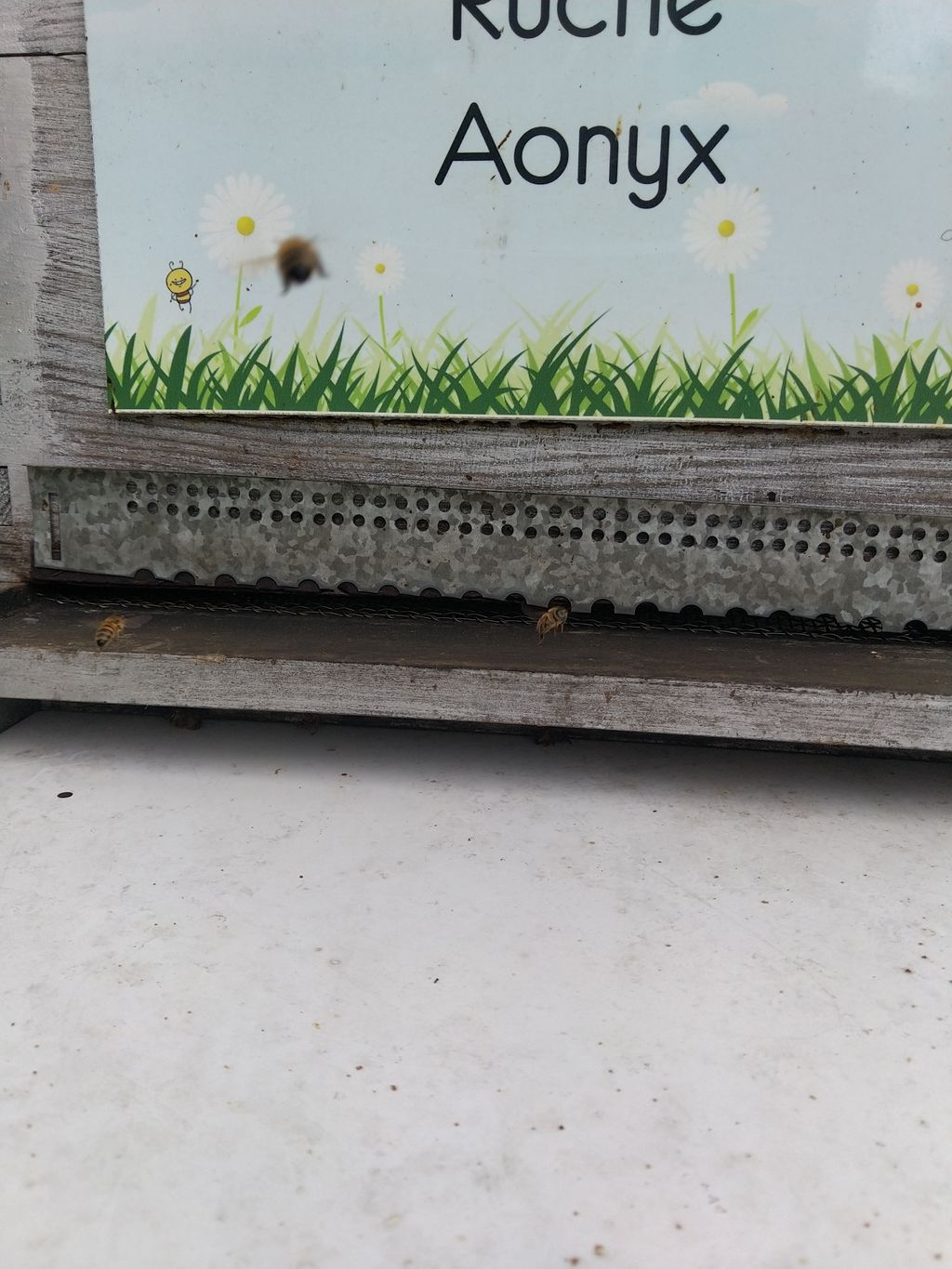 La ruche Aonyx