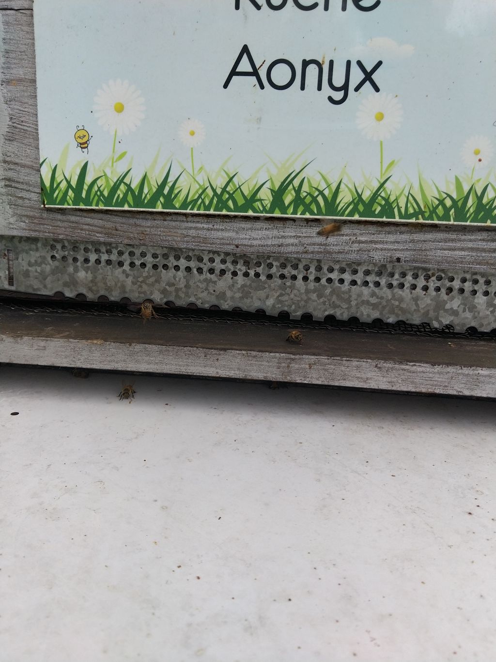 La ruche Aonyx