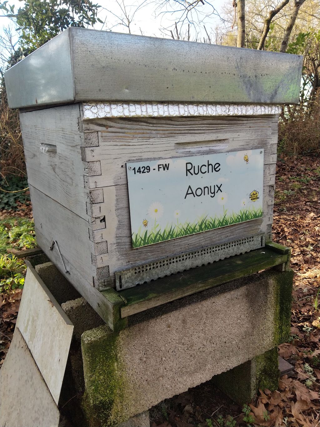 La ruche Aonyx