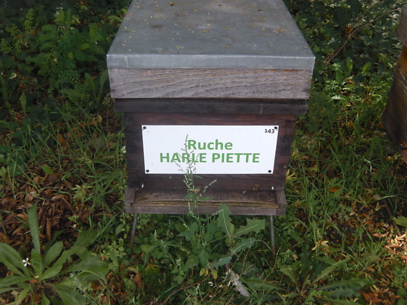 La ruche Harle piette
