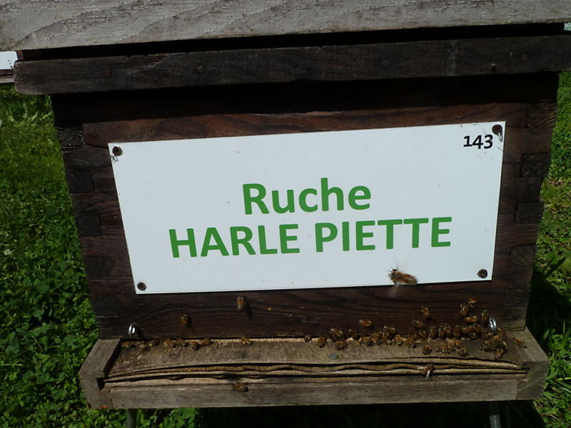 La ruche Harle piette