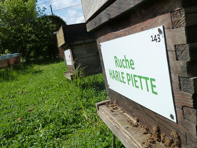 La ruche Harle piette