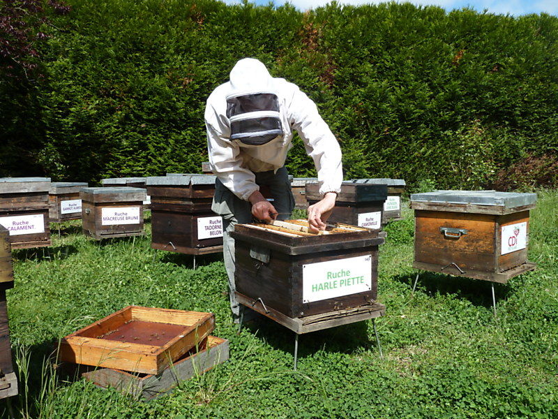 La ruche Harle piette