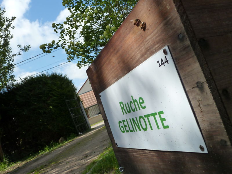 La ruche Harle piette