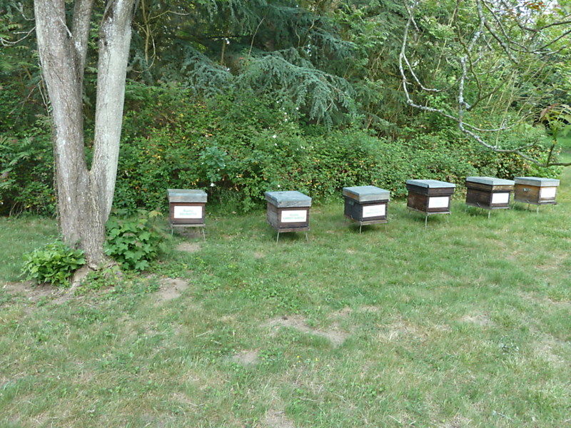 La ruche Harle piette