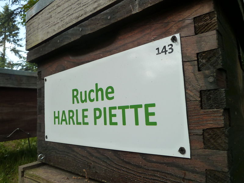 La ruche Harle piette