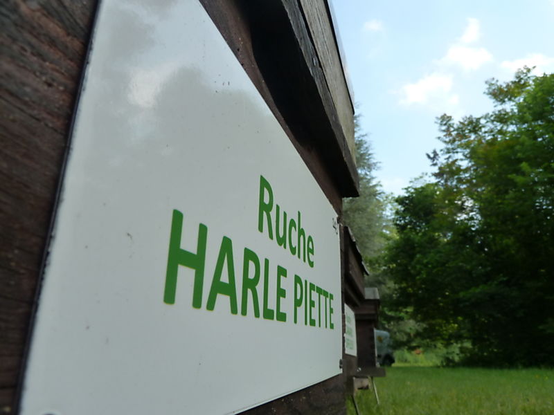 La ruche Harle piette