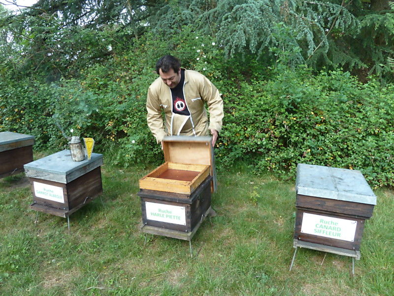 La ruche Harle piette