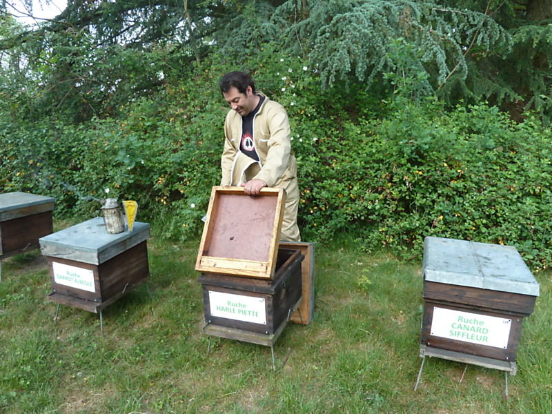 La ruche Harle piette