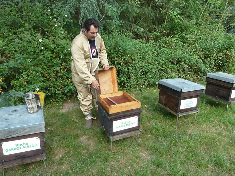 La ruche Harle piette