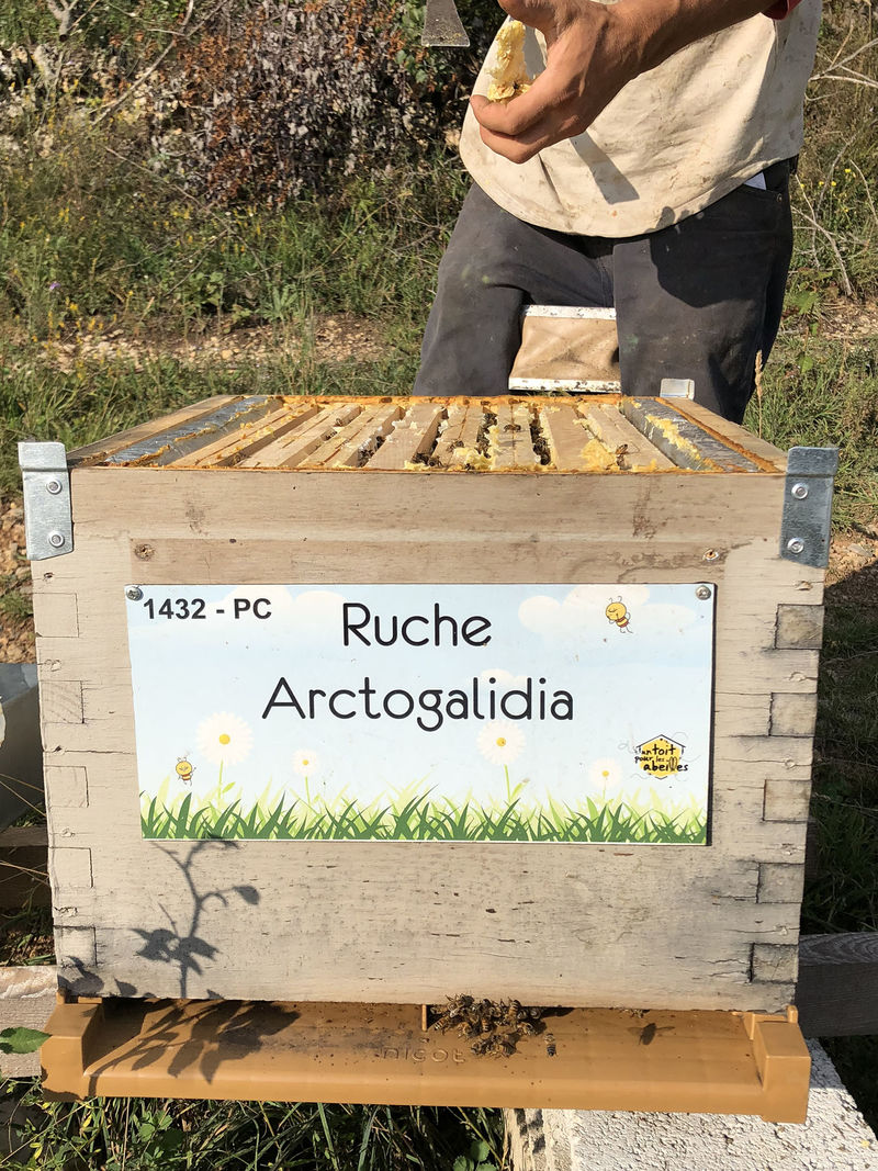 La ruche Arctogalidia