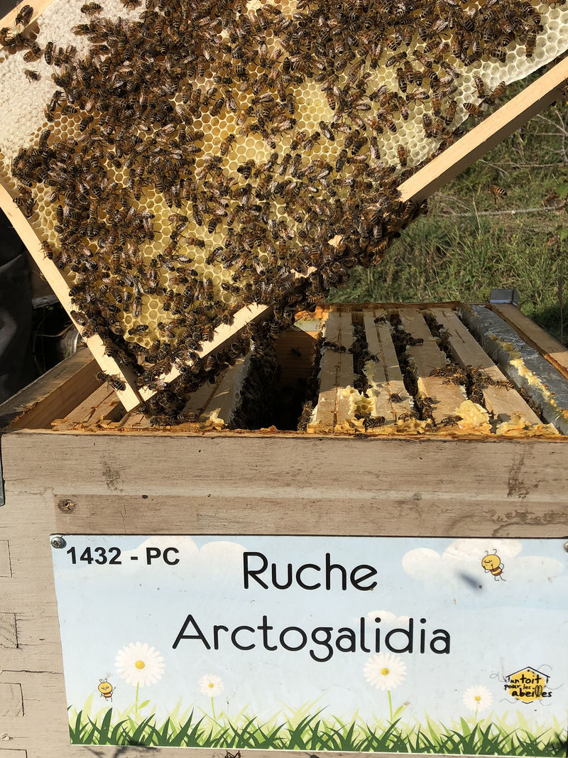 La ruche Arctogalidia