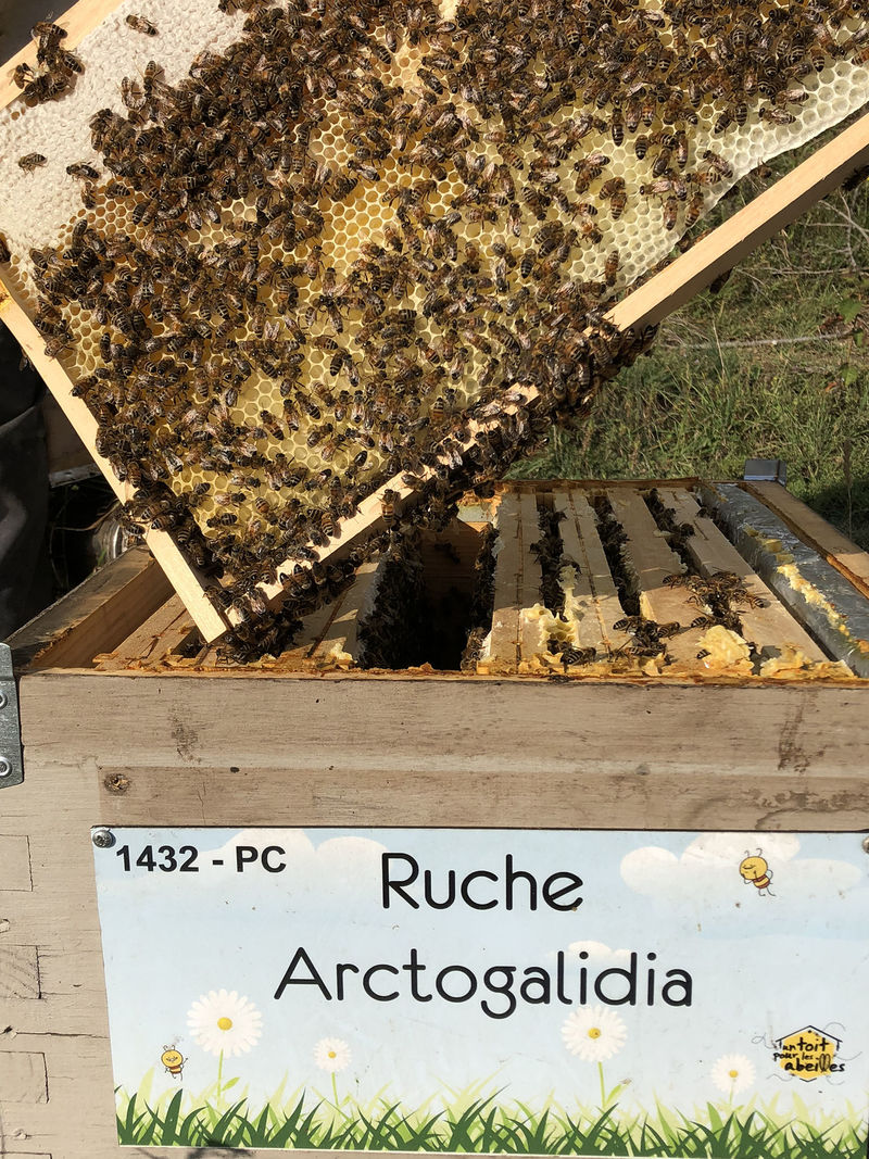 La ruche Arctogalidia