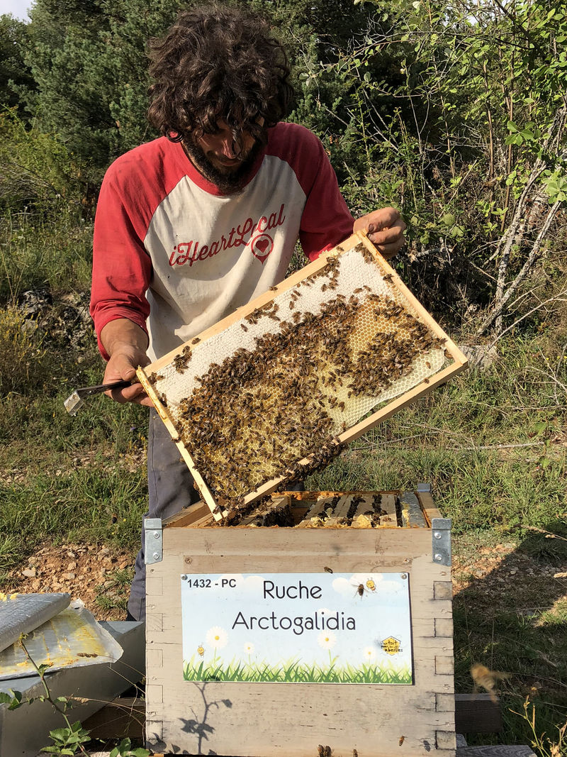 La ruche Arctogalidia