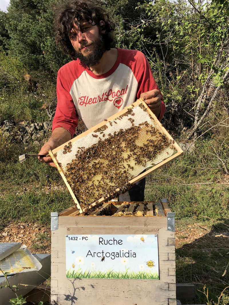 La ruche Arctogalidia