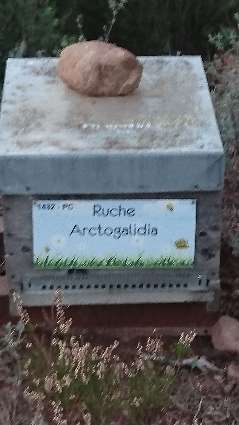 La ruche