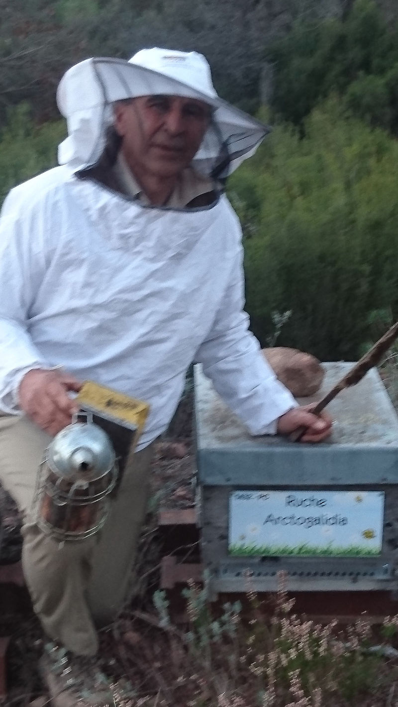 La ruche Arctogalidia