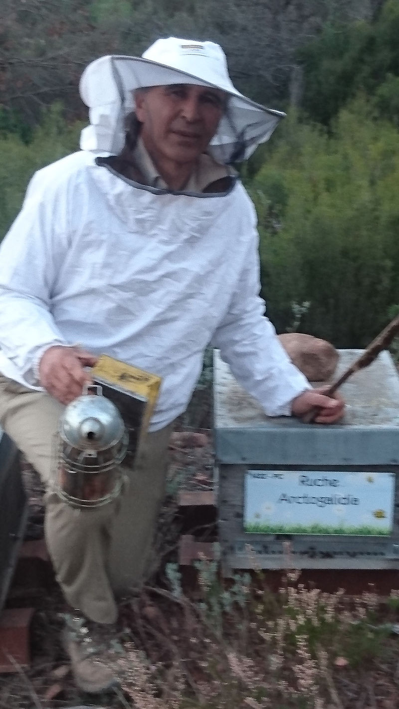 La ruche Arctogalidia