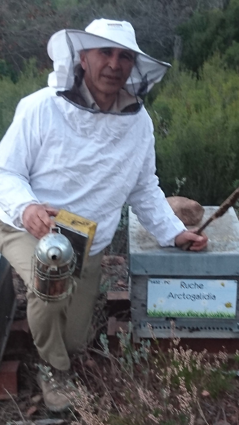 La ruche Arctogalidia