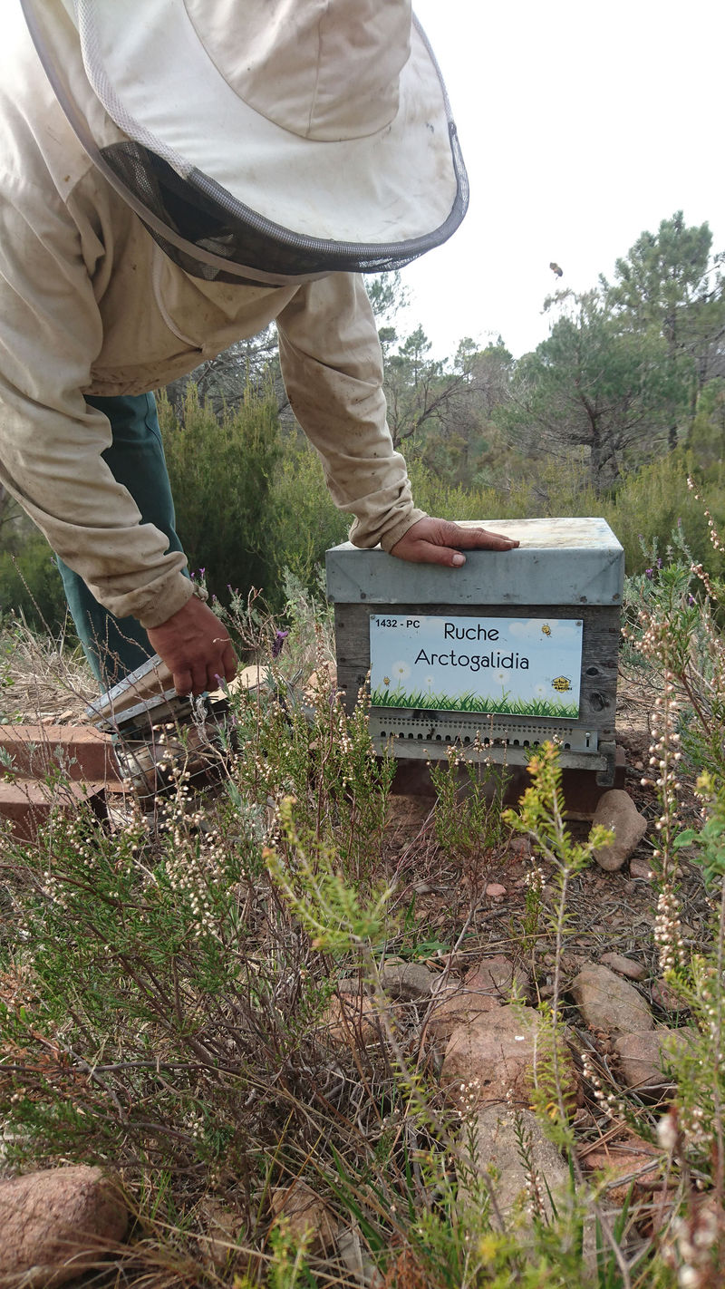 La ruche Arctogalidia