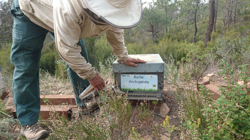 La ruche Arctogalidia