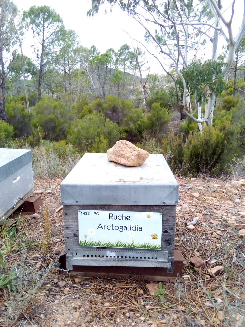 La ruche Arctogalidia