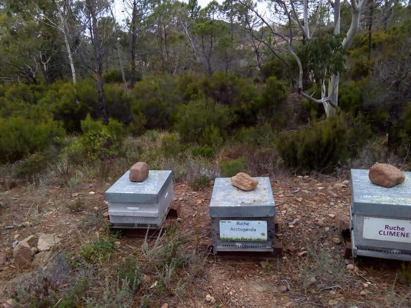 La ruche Arctogalidia