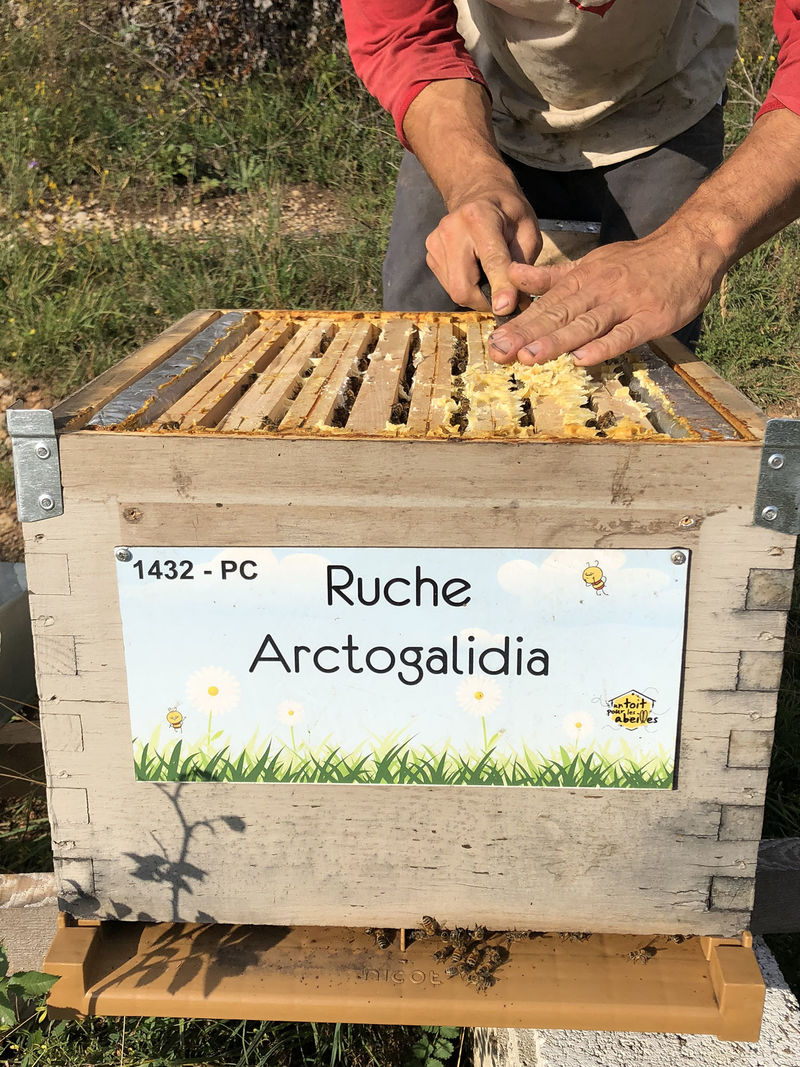La ruche Arctogalidia