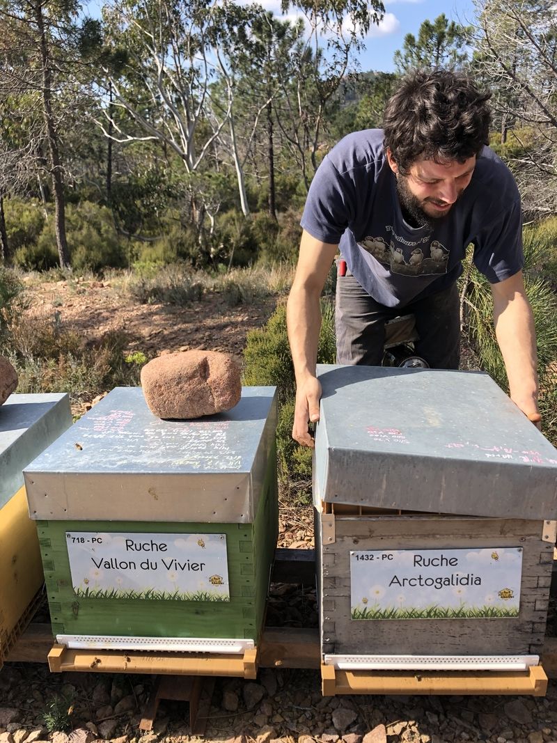 La ruche Arctogalidia