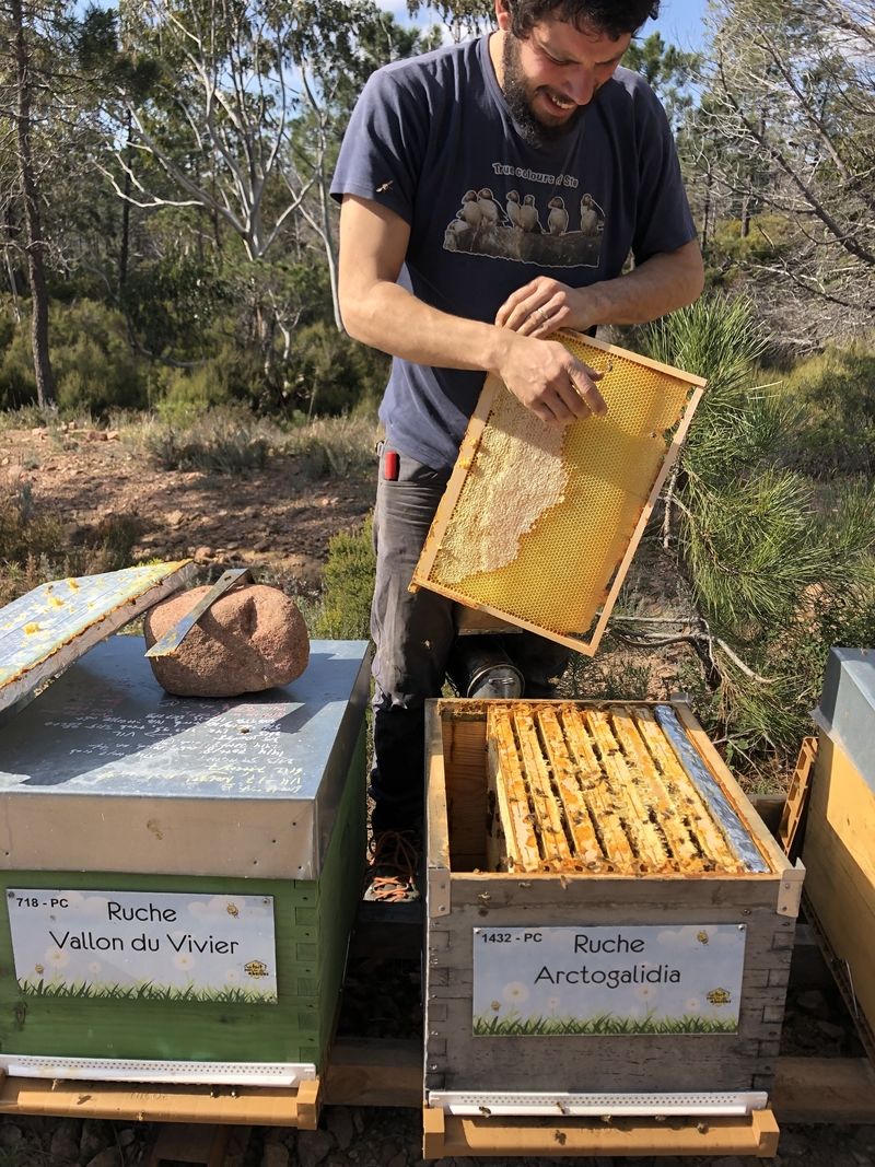 La ruche Arctogalidia