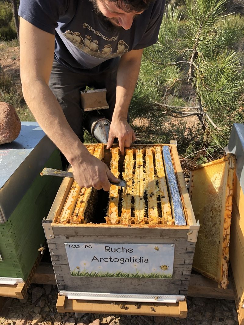 La ruche Arctogalidia