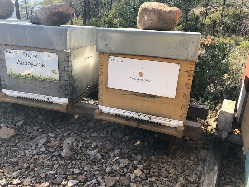 La ruche Arctogalidia