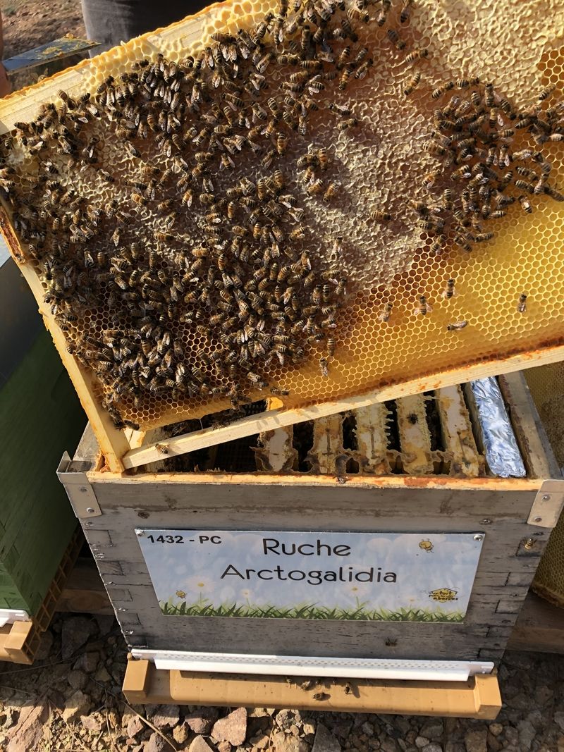 La ruche Arctogalidia