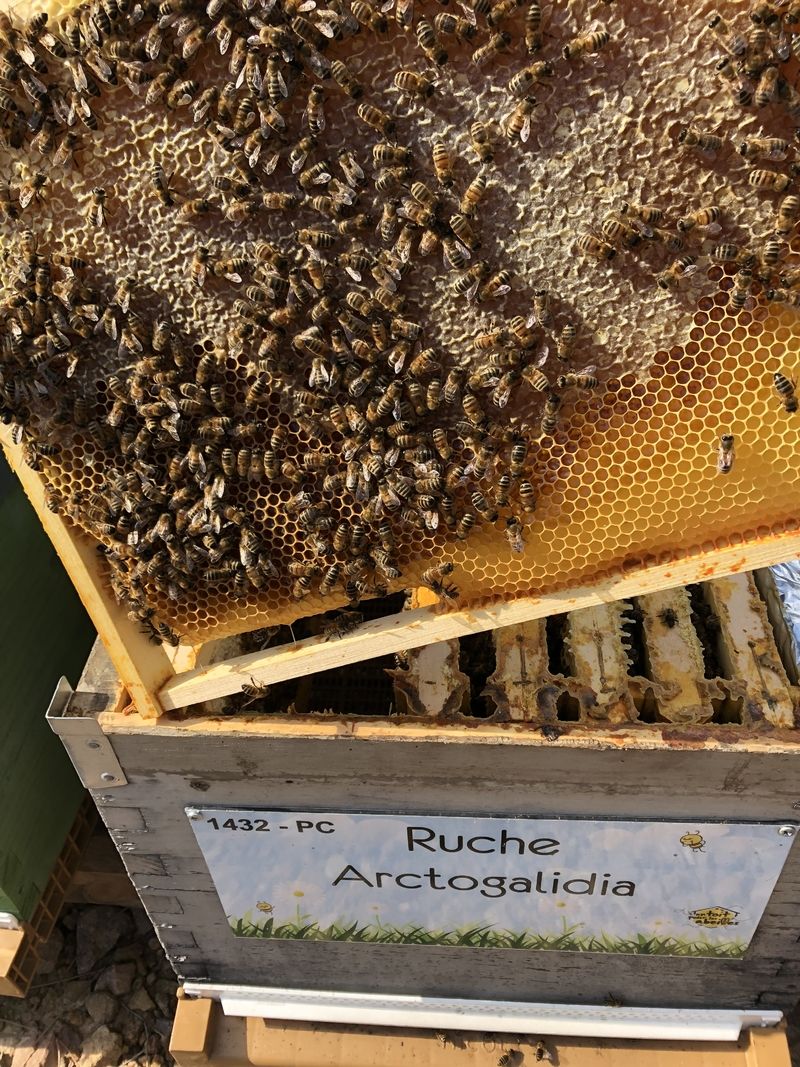 La ruche Arctogalidia