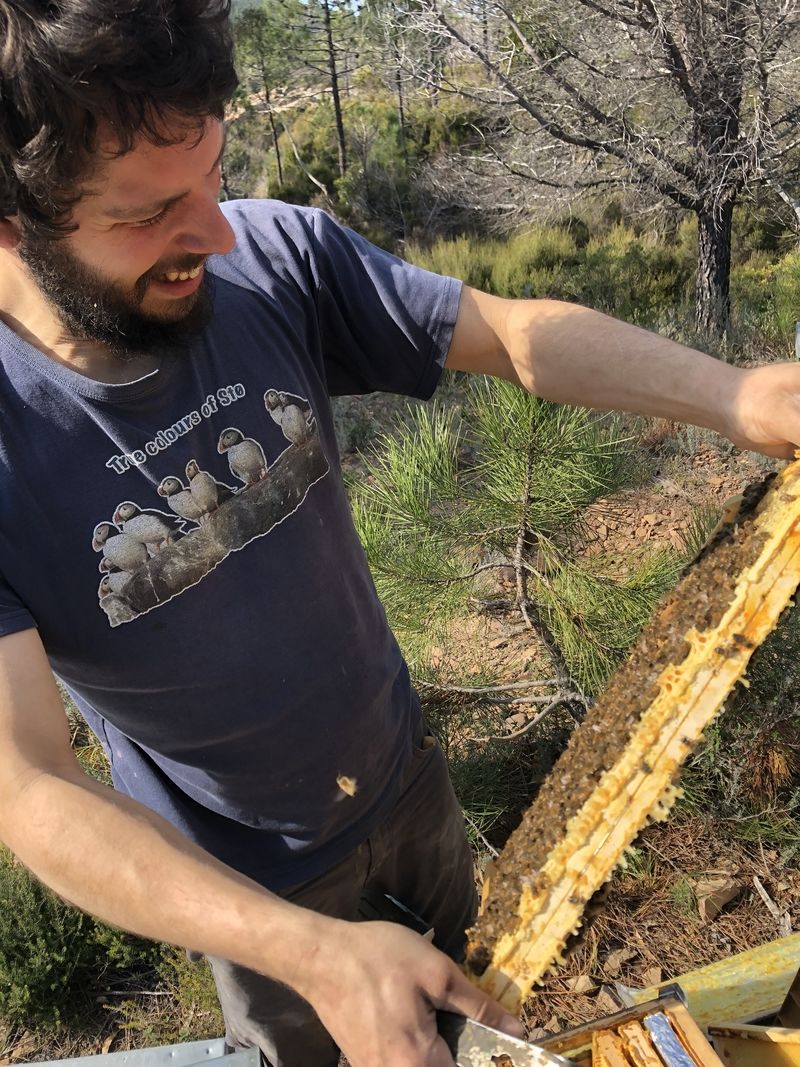 La ruche Arctogalidia