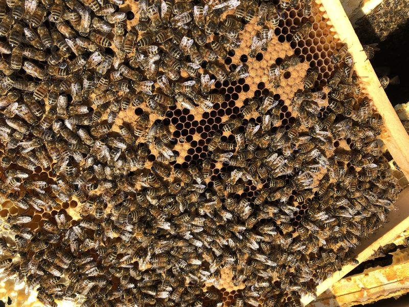 La ruche Arctogalidia