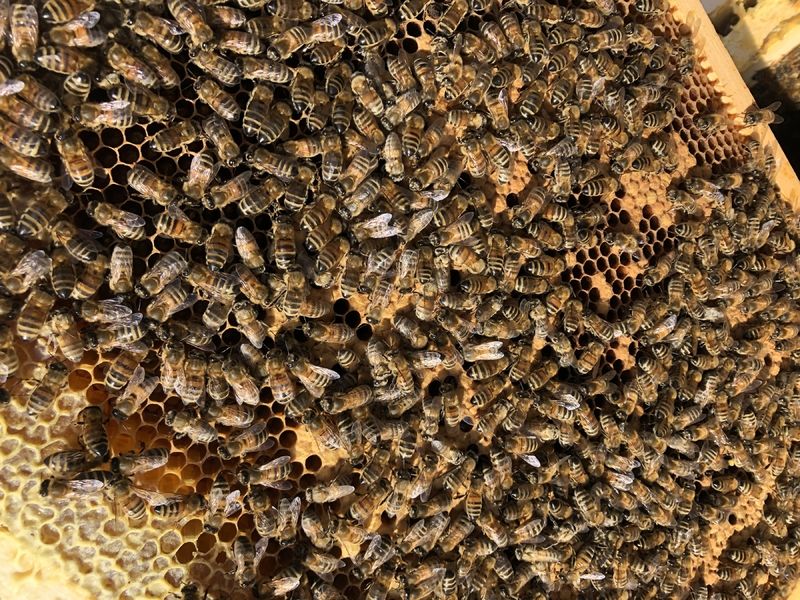 La ruche Arctogalidia