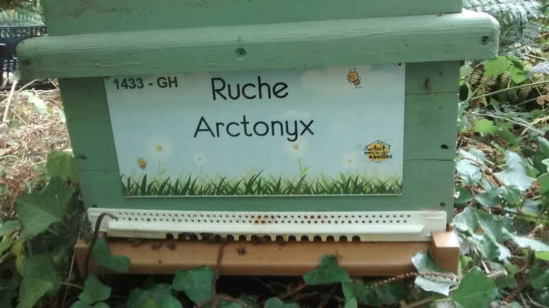 La ruche