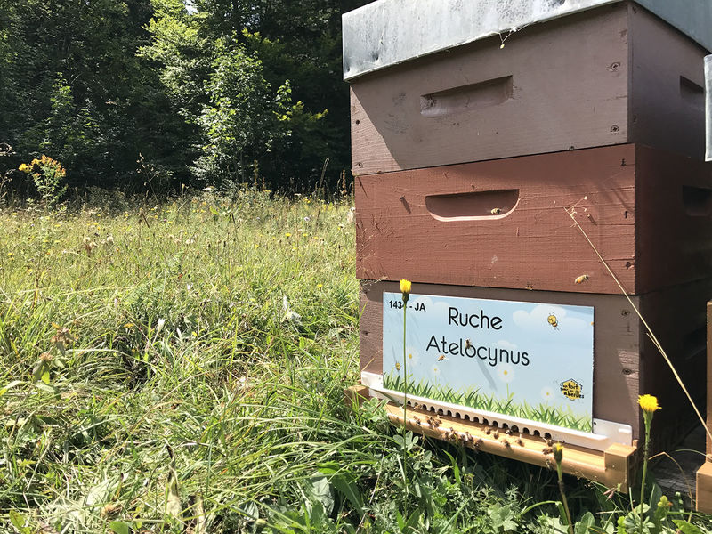 La ruche Atelocynus