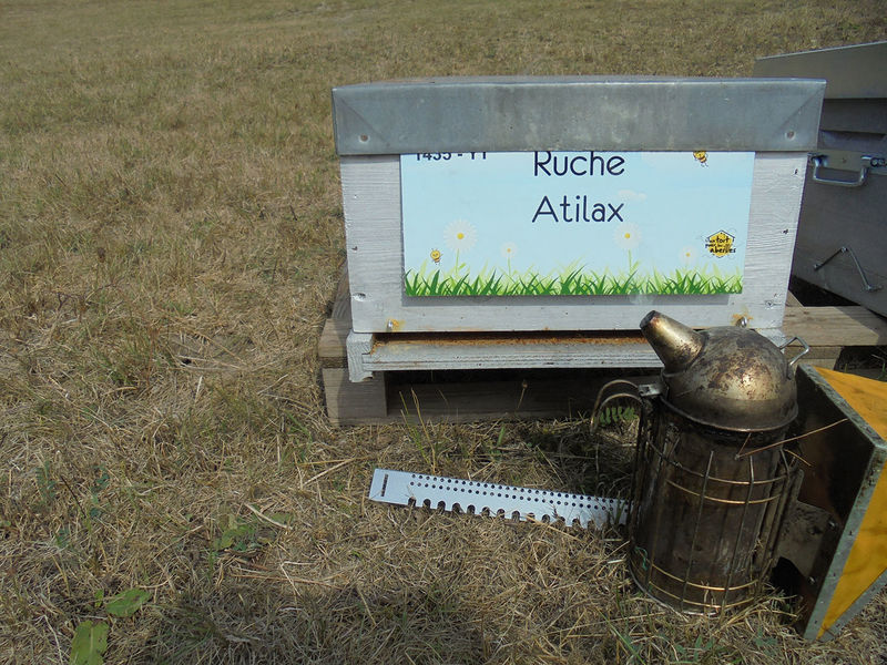 La ruche Atilax