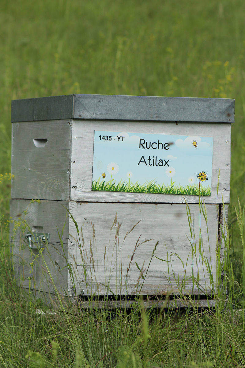 La ruche Atilax