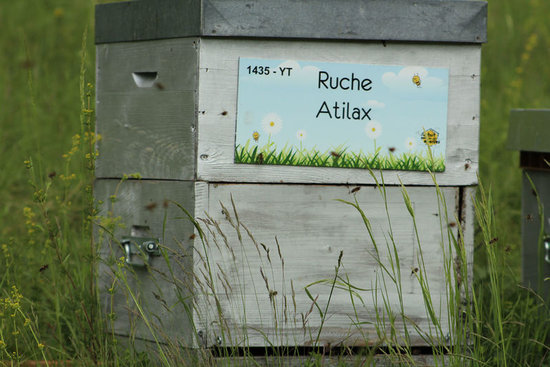 La ruche Atilax