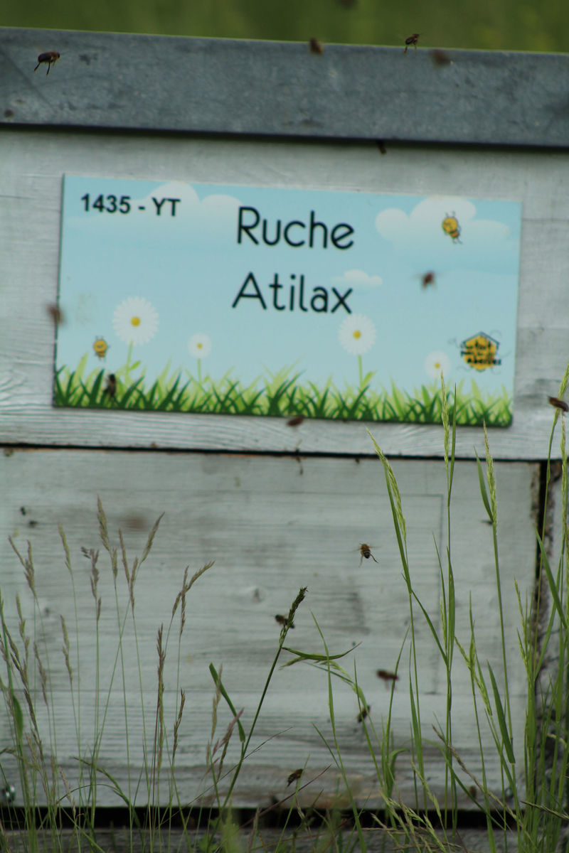 La ruche Atilax
