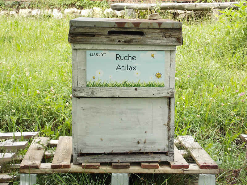 La ruche