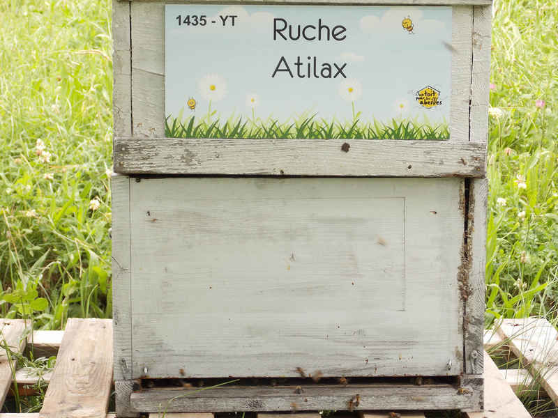 La ruche Atilax