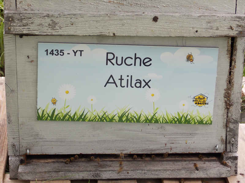 La ruche Atilax